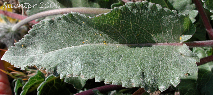 Basal leaf of Rosy Balsamroot: Balsamorhiza rosea