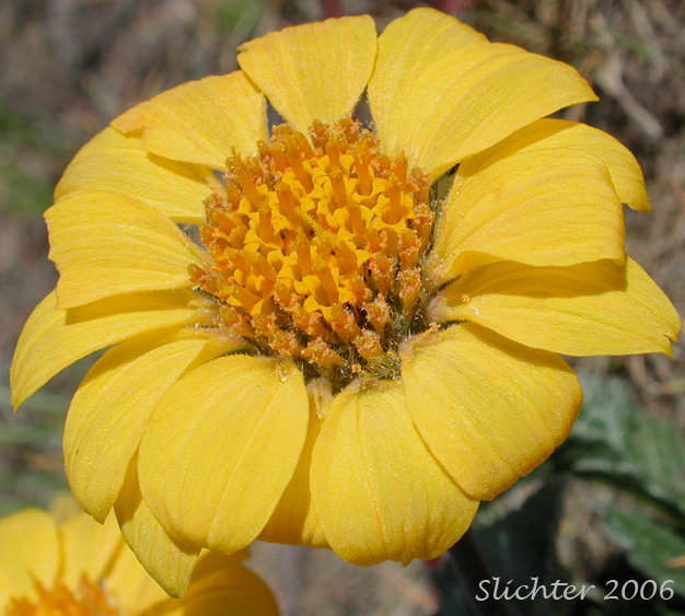 Flower head of Rosy Balsamroot: Balsamorhiza rosea