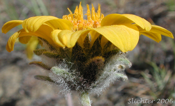 Flower head and involucral bracts of Rosy Balsamroot: Balsamorhiza rosea