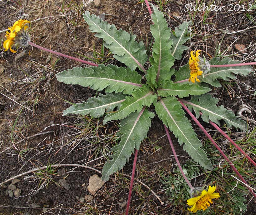 Rosy Balsamroot: Balsamorhiza rosea
