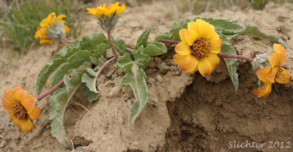 Rosy Balsamroot: Balsamorhiza rosea
