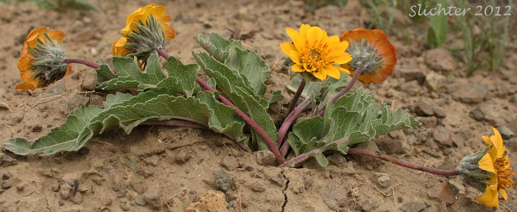 Rosy Balsamroot: Balsamorhiza rosea