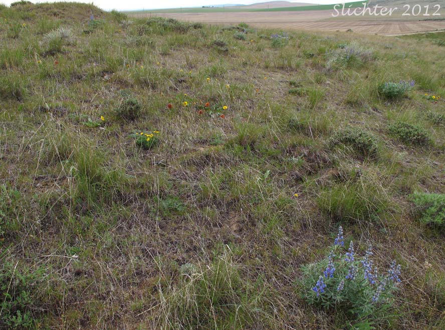 Habitat of Rosy Balsamroot: Balsamorhiza rosea