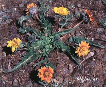 Rosy Balsamroot: Balsamorhiza rosea