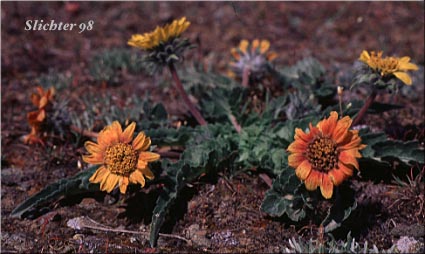 Rosy Balsamroot: Balsamorhiza rosea