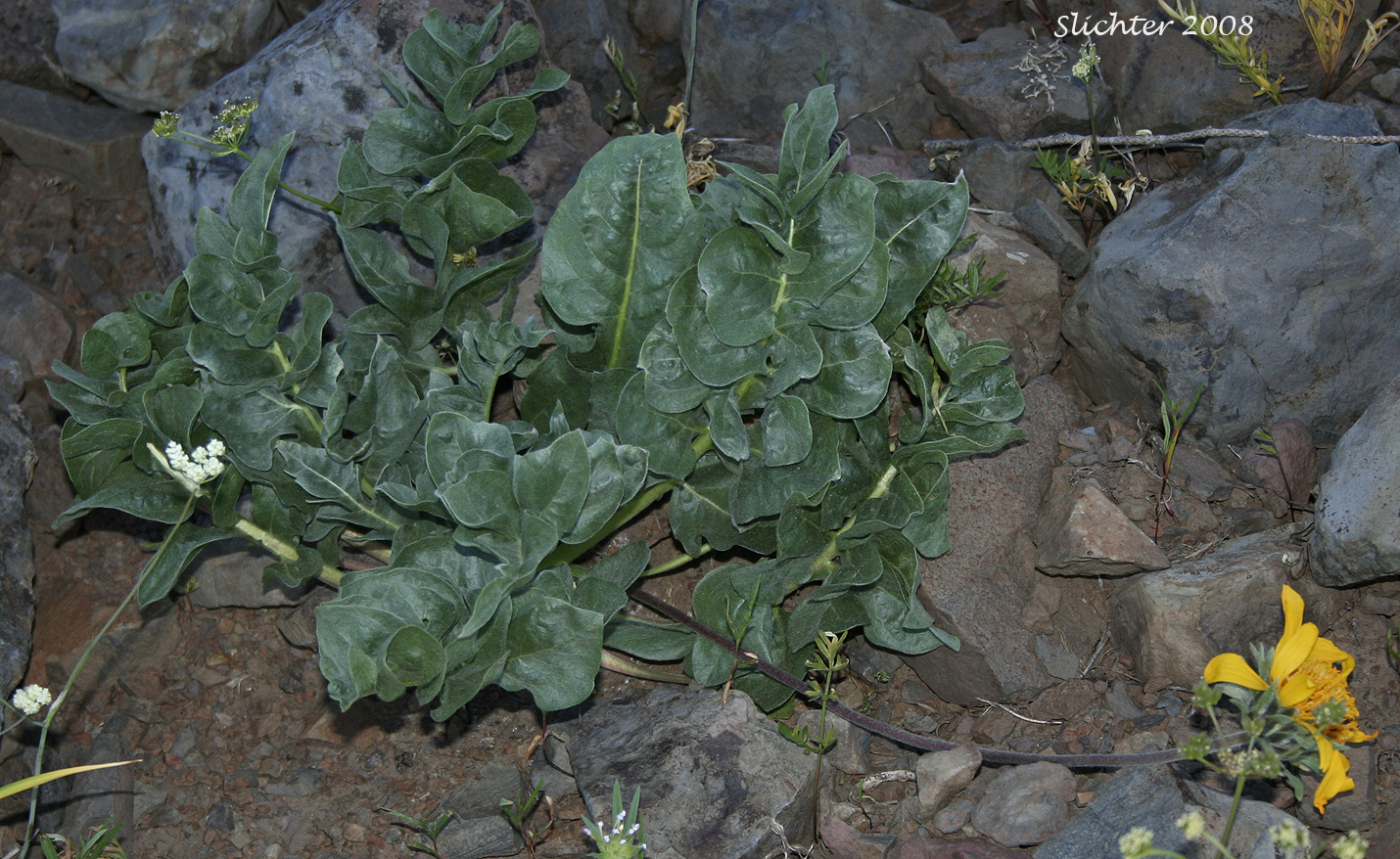 Large-leaf Balsamroot: Balsamorhiza macrophylla (Synonym: Balsamorhiza hookeri var. idahoensis)
