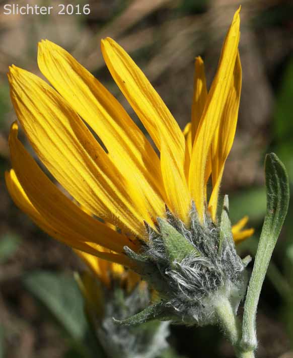 Arrowleaf Balsamroot, Arrow-leaf Baslamroot: Balsamorhiza sagittata