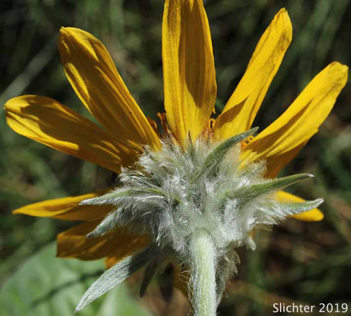 Arrowleaf Balsamroot, Arrow-leaf Baslamroot: Balsamorhiza sagittata