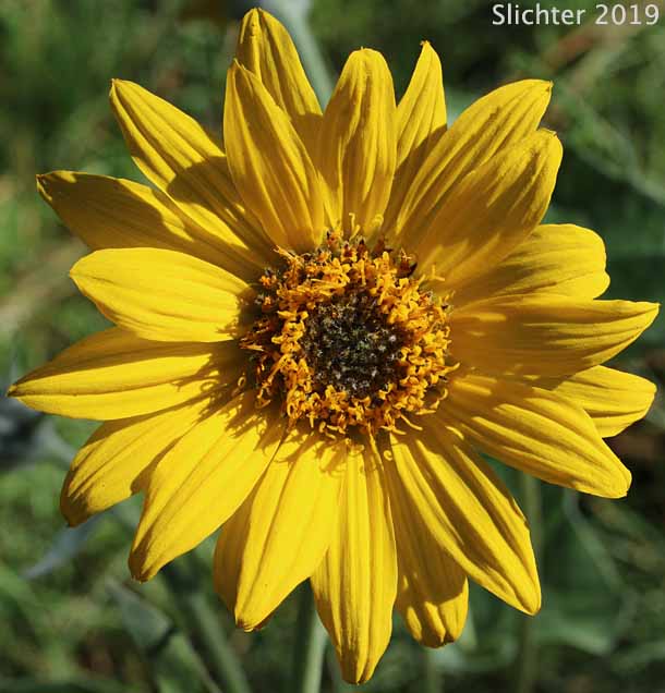 Arrowleaf Balsamroot, Arrow-leaf Baslamroot: Balsamorhiza sagittata