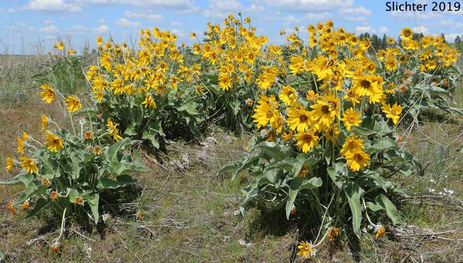 Arrowleaf Balsamroot, Arrow-leaf Baslamroot: Balsamorhiza sagittata