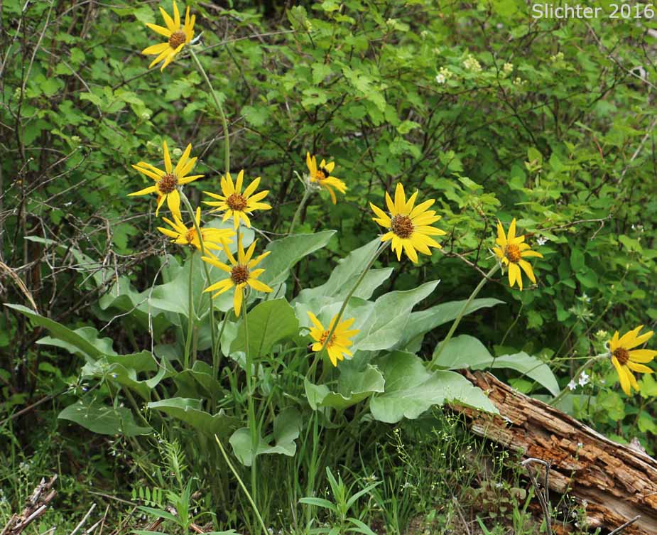 Arrowleaf Balsamroot, Arrow-leaf Baslamroot: Balsamorhiza sagittata