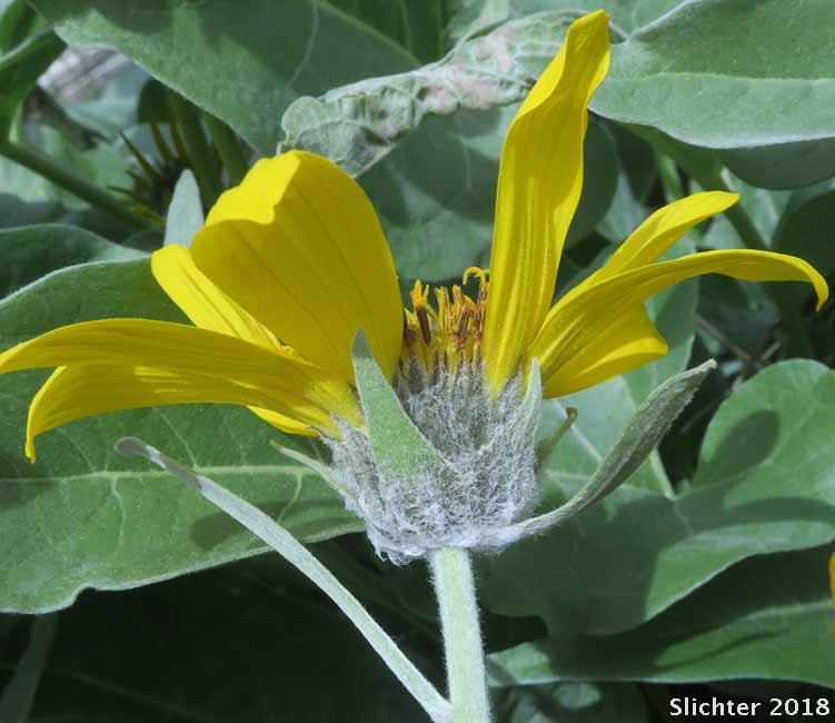 Arrowleaf Balsamroot, Arrow-leaf Baslamroot: Balsamorhiza sagittata