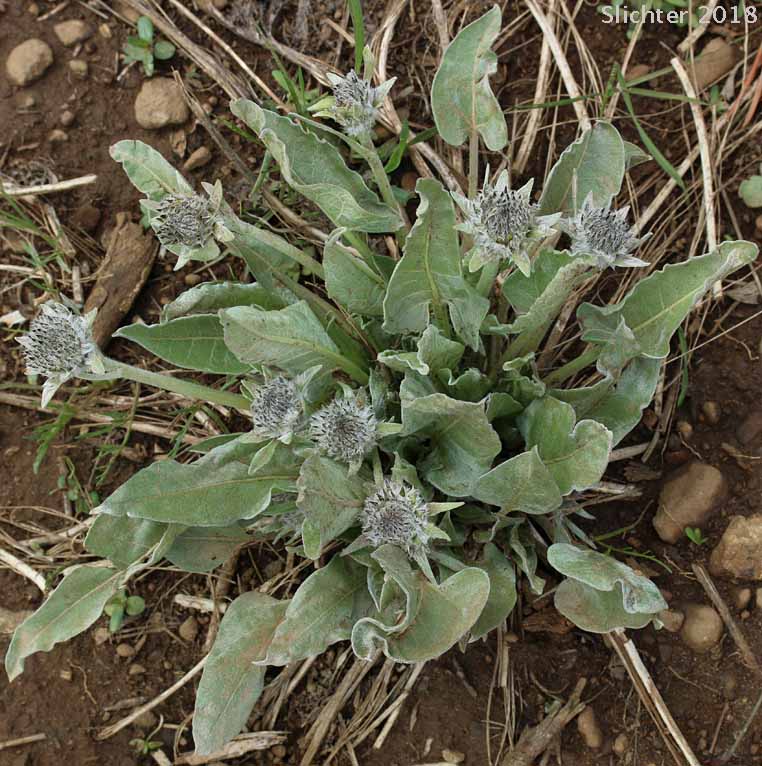 Arrowleaf Balsamroot, Arrow-leaf Baslamroot: Balsamorhiza sagittata