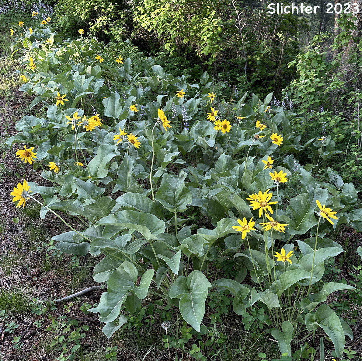 Arrowleaf Balsamroot, Arrow-leaf Baslamroot: Balsamorhiza sagittata