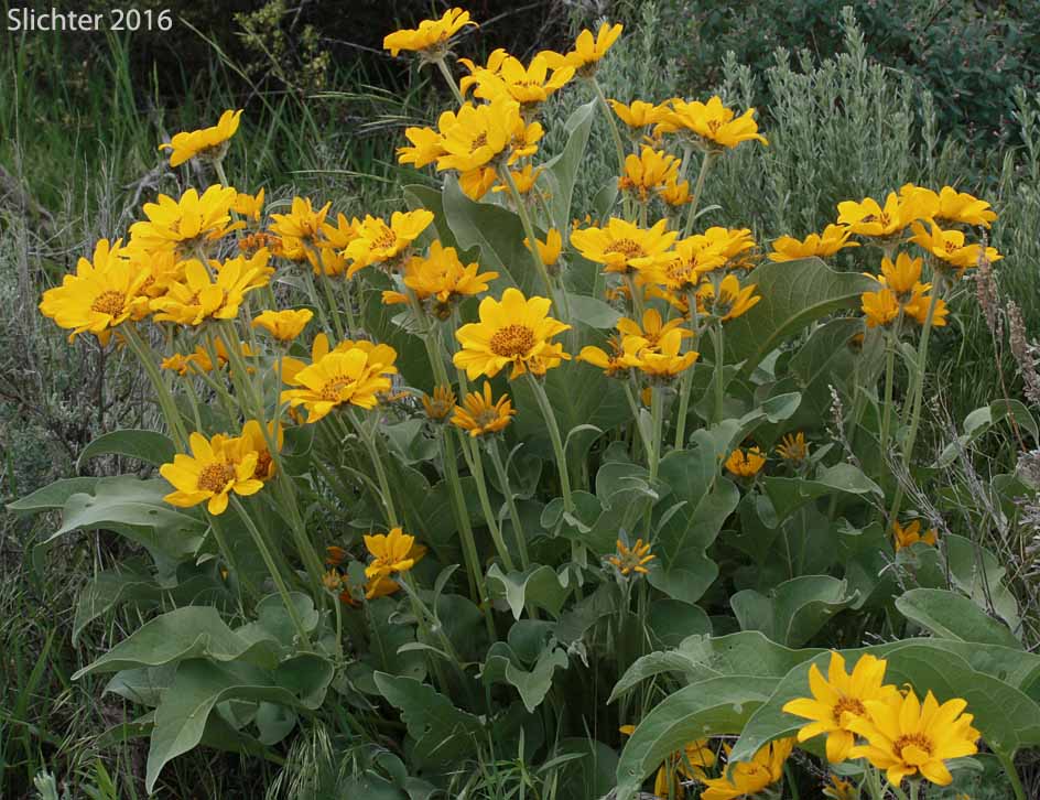 Arrowleaf Balsamroot, Arrow-leaf Baslamroot: Balsamorhiza sagittata