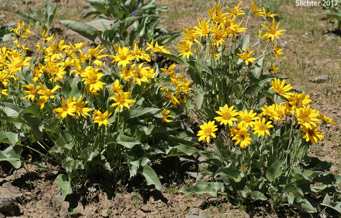 Arrowleaf Balsamroot, Arrow-leaf Baslamroot: Balsamorhiza sagittata