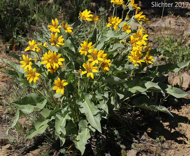 Arrowleaf Balsamroot, Arrow-leaf Baslamroot: Balsamorhiza sagittata