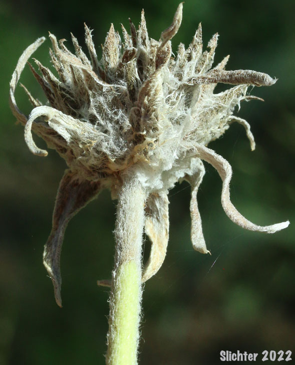 Woolly involucre of Arrowleaf Balsamroot, Arrow-leaf Baslamroot: Balsamorhiza sagittata