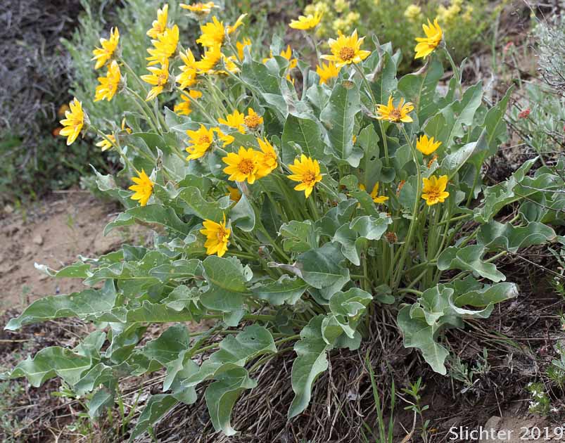 Arrowleaf Balsamroot, Arrow-leaf Baslamroot: Balsamorhiza sagittata
