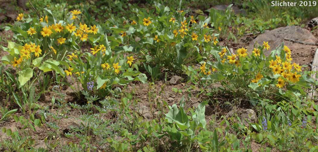 Arrowleaf Balsamroot, Arrow-leaf Baslamroot: Balsamorhiza sagittata