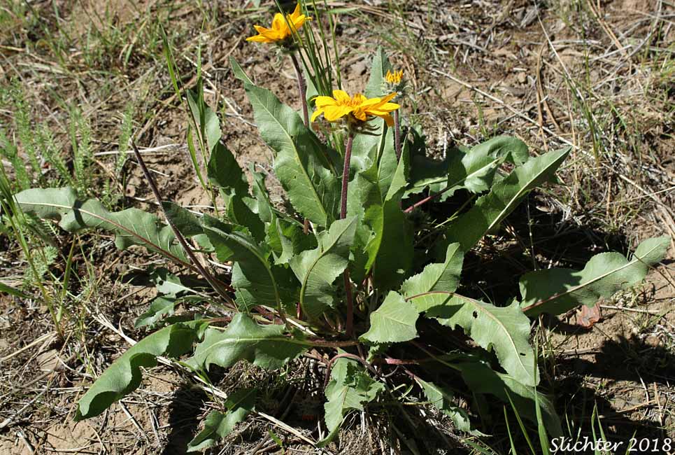 Serrate Balsamroot, Toothed Balsamroot: Balsamorhiza serrata