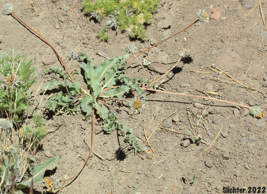 Serrate Balsamroot, Toothed Balsamroot: Balsamorhiza serrata