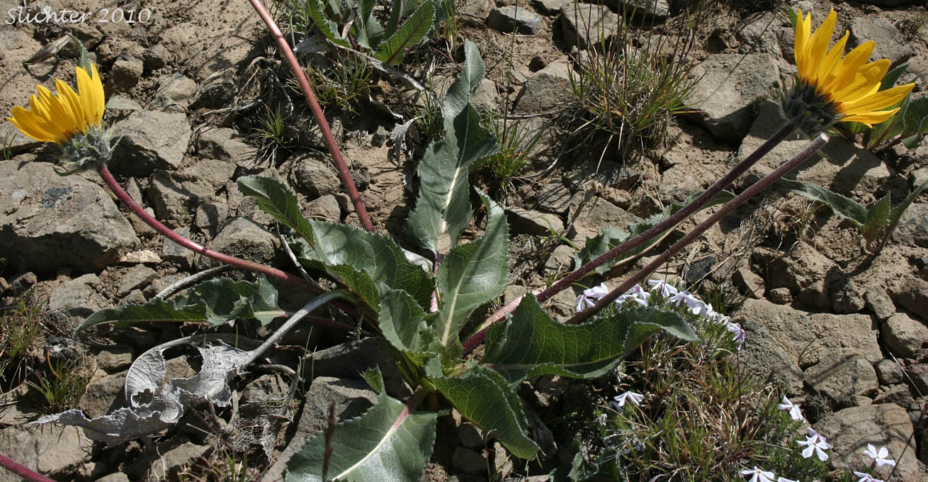 Serrate Balsamroot, Toothed Balsamroot: Balsamorhiza serrata