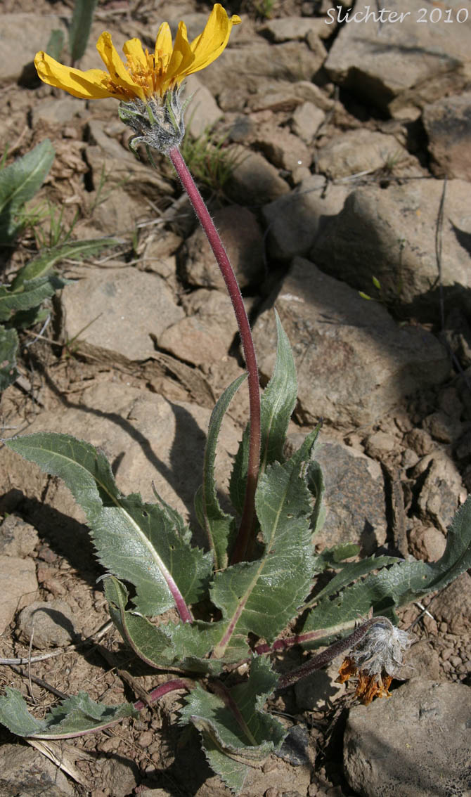 Serrate Balsamroot, Toothed Balsamroot: Balsamorhiza serrata