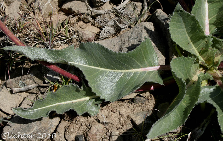 Serrate-margined basal leaves of Serrate Balsamroot, Toothed Balsamroot: Balsamorhiza serrata