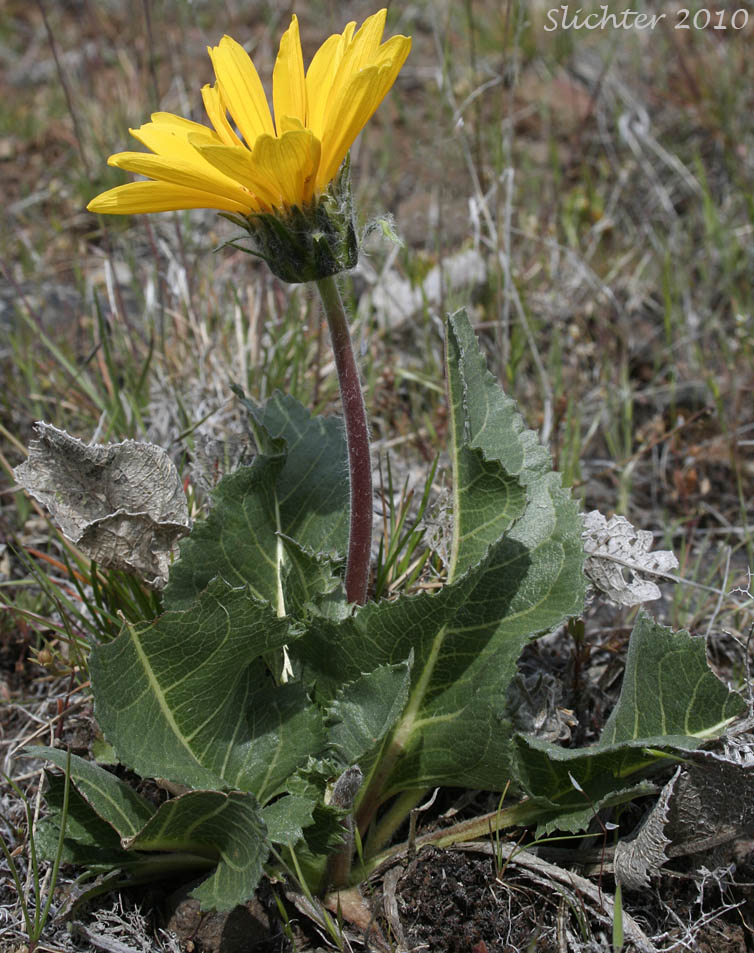Serrate Balsamroot, Toothed Balsamroot: Balsamorhiza serrata