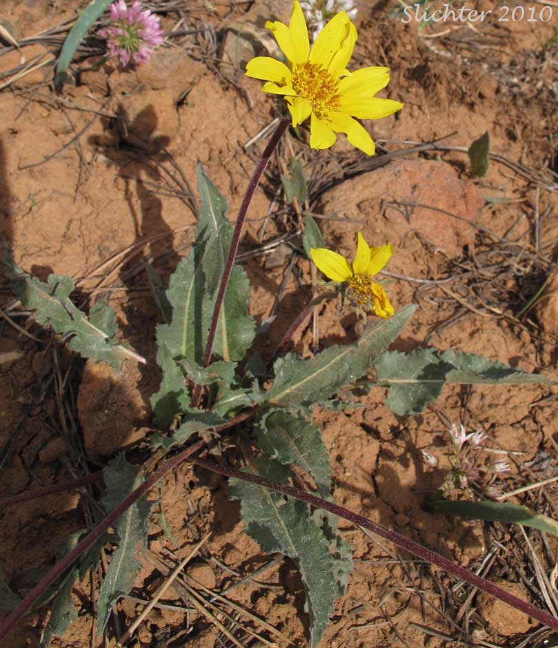 Serrate Balsamroot, Toothed Balsamroot: Balsamorhiza serrata