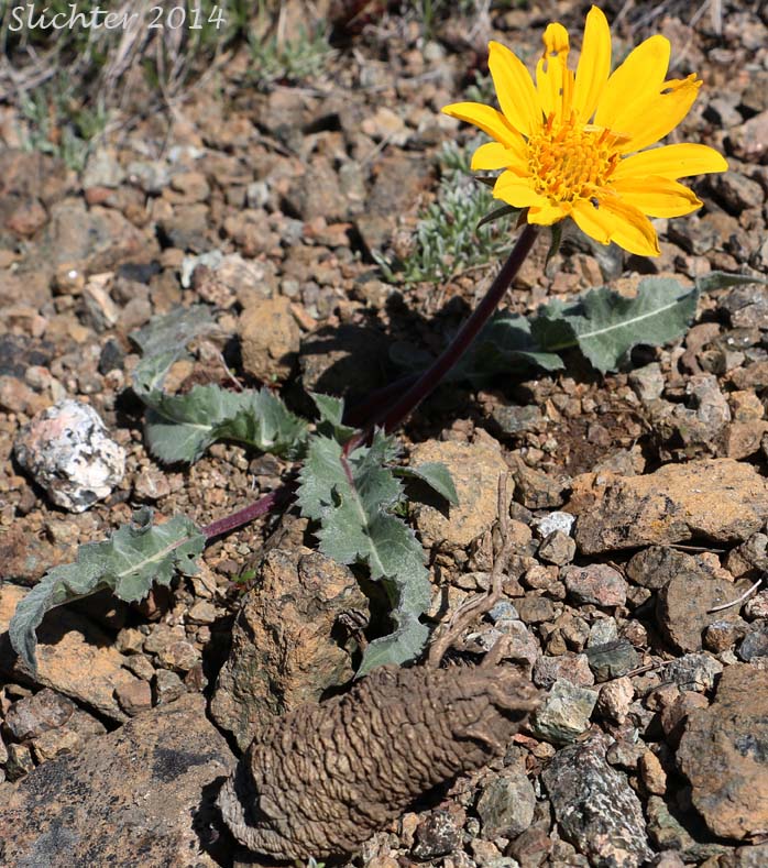 Serrate Balsamroot, Toothed Balsamroot: Balsamorhiza serrata