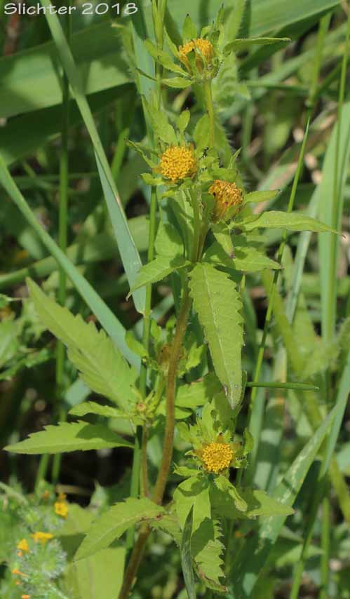 Big Devils Beggartics, Tall Beggarticks, Western Sticktight: Bidens vulgata