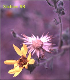 Hairy Goldaster, Hairy Goldenaster: Heterotheca villosa var. villosa (Synonym: Chrysopsis villosa var. villosa)