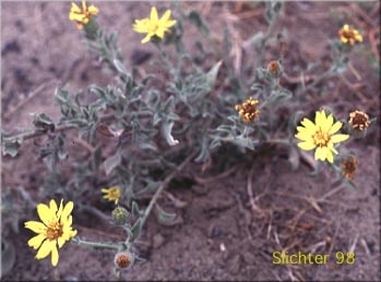 Hairy Goldaster, Hairy Goldenaster: Heterotheca villosa var. villosa (Synonym: Chrysopsis villosa var. villosa)