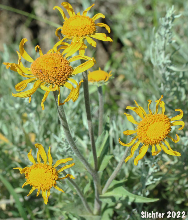 Orange Sneezeweed, Owl's-claws: Hymenoxys hoopesii (Synonyms: Dugaldia hoopesii, Helenium hoopesii)