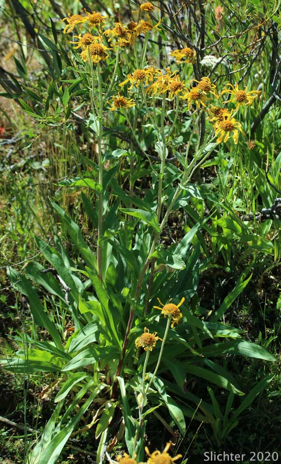 Orange Sneezeweed, Owl's-claws: Hymenoxys hoopesii (Synonyms: Dugaldia hoopesii, Helenium hoopesii)