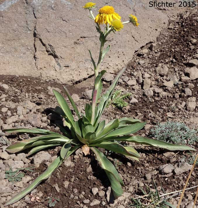 Orange Sneezeweed, Owl's-claws: Hymenoxys hoopesii (Synonyms: Dugaldia hoopesii, Helenium hoopesii)