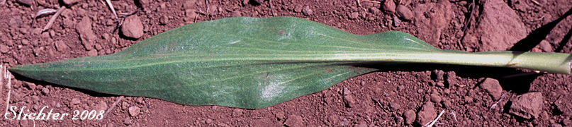 Leaf of Orange Sneezeweed, Owl's-claws: Hymenoxys hoopesii (Synonyms: Dugaldia hoopesii, Helenium hoopesii)