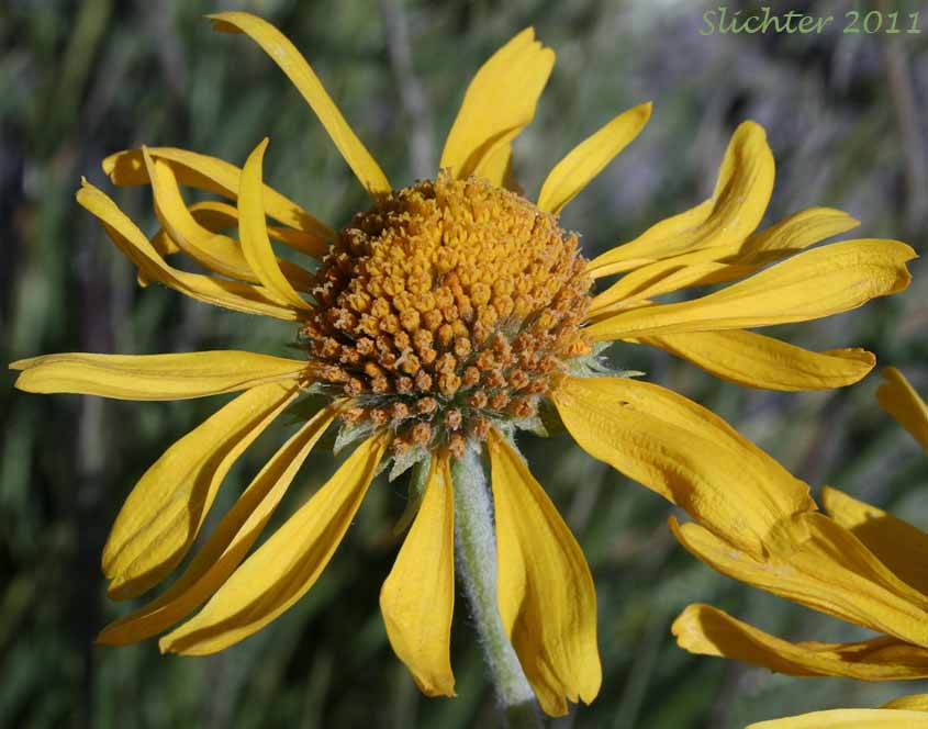 Close-up of the flower head of Orange Sneezeweed, Owl's-claws: Hymenoxys hoopesii (Synonyms: Dugaldia hoopesii, Helenium hoopesii)