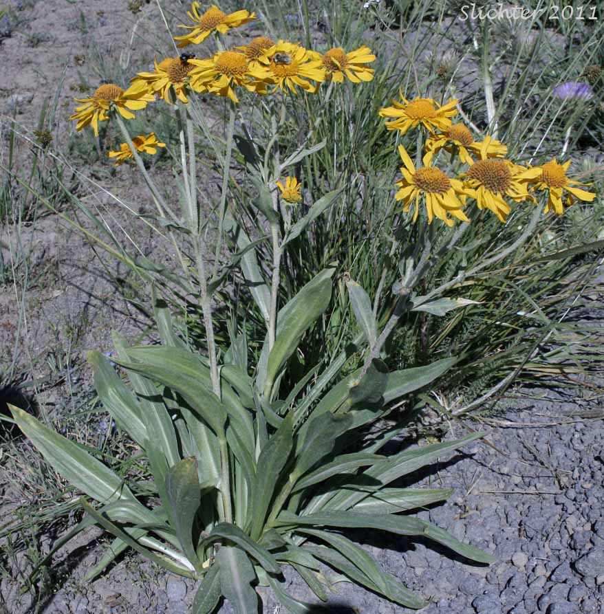 Orange Sneezeweed, Owl's-claws: Hymenoxys hoopesii (Synonyms: Dugaldia hoopesii, Helenium hoopesii)