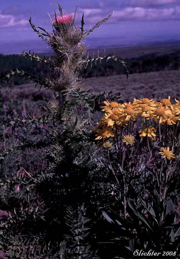 Orange Sneezeweed, Owl's-claws: Hymenoxys hoopesii (Synonyms: Dugaldia hoopesii, Helenium hoopesii) accompanied by the Steens Mountain Thistle: Cirsium peckii