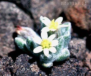 White Eatonella, White False Tickhead: Eatonella nivea (Synonym: Burielia nivea)