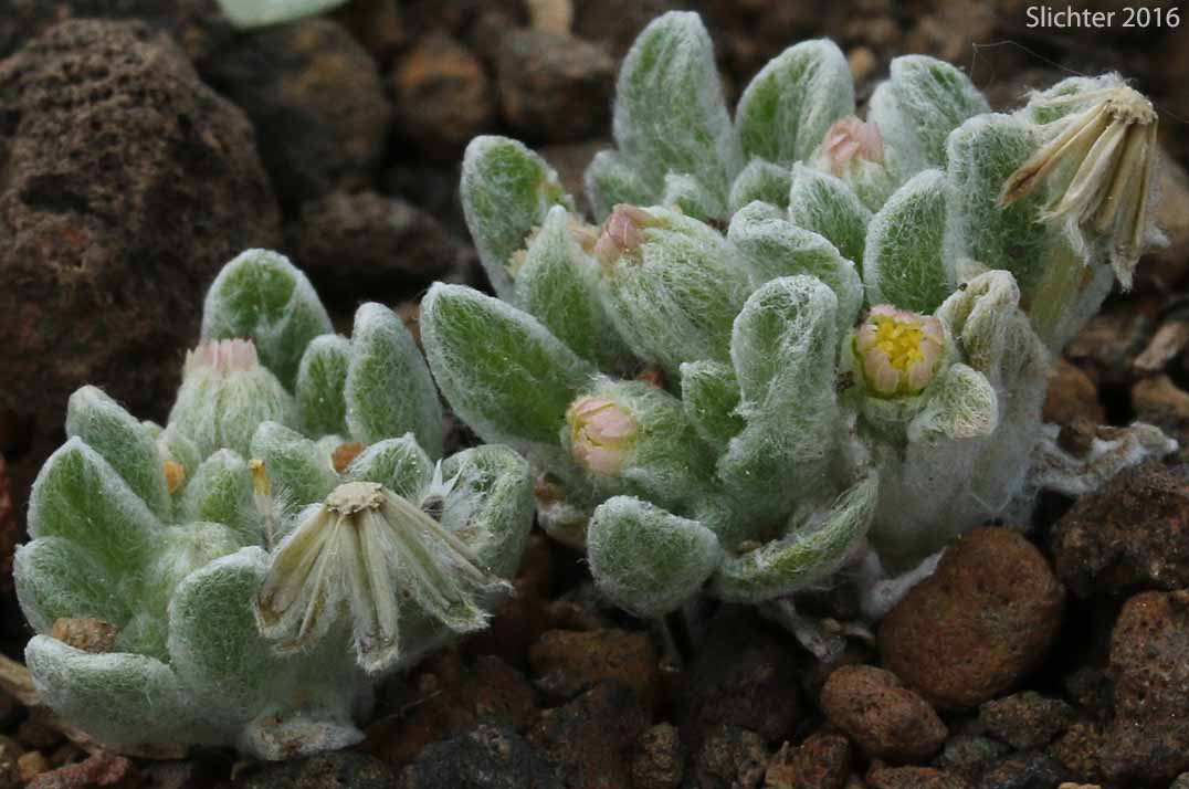 White Eatonella, White False Tickhead: Eatonella nivea (Synonym: Burielia nivea)