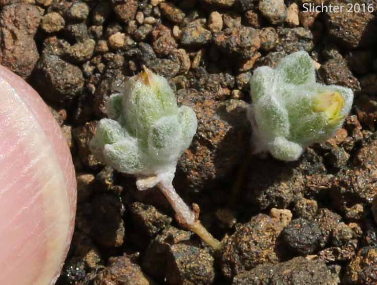 White Eatonella, White False Tickhead: Eatonella nivea (Synonym: Burielia nivea)