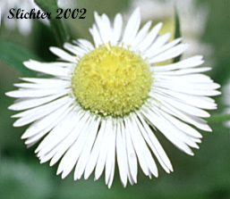 Annual Fleabane, Eastern Daisy Fleabane, Sweet Scabrous Erigeron: Erigeron annuus (Synonyms: Aster annuus, Erigeron annuus var. discoideus)