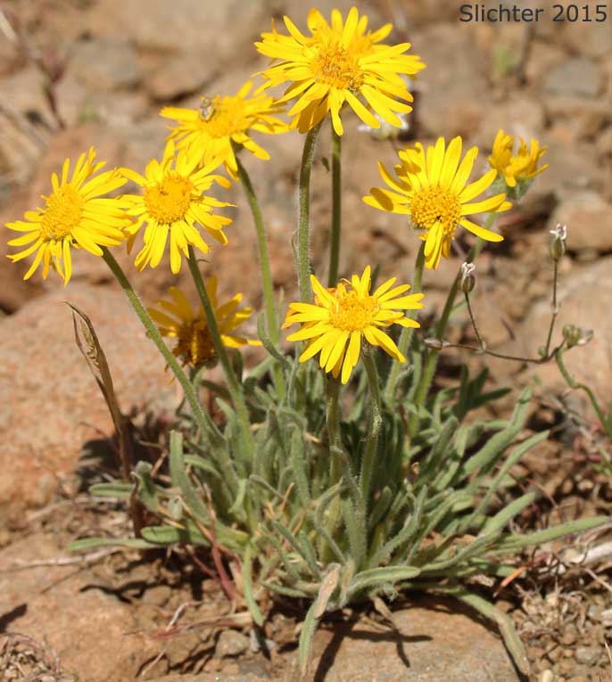 Dwarf Yellow Fleabane, Golden Daisy, Golden Fleabane: Erigeron chrysopsidis var. chrysopsidis (Synonym: Erigeron chrysopsidis ssp. chrysopsidis)