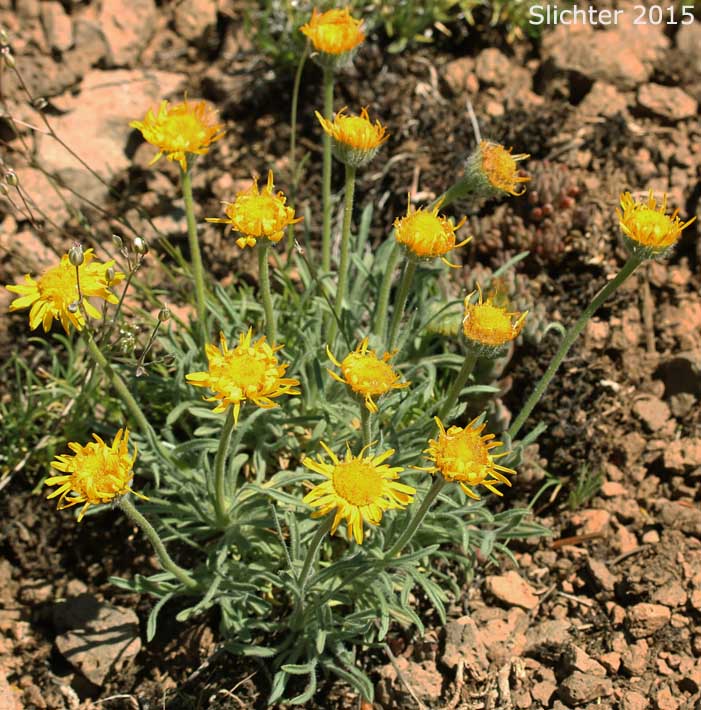 Dwarf Yellow Fleabane, Golden Daisy, Golden Fleabane: Erigeron chrysopsidis var. chrysopsidis (Synonym: Erigeron chrysopsidis ssp. chrysopsidis)