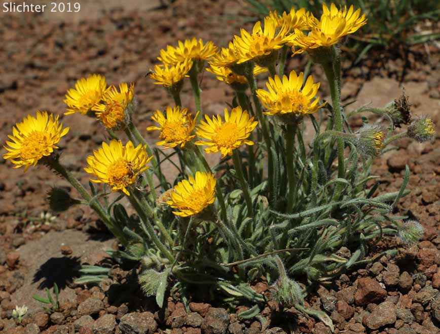 Dwarf Yellow Fleabane, Golden Daisy, Golden Fleabane: Erigeron chrysopsidis var. chrysopsidis (Synonym: Erigeron chrysopsidis ssp. chrysopsidis)