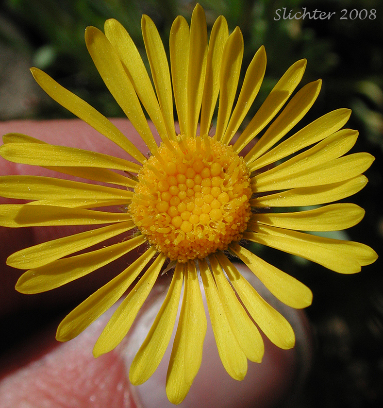 Flower head of Dwarf Yellow Fleabane, Golden Daisy, Golden Fleabane: Erigeron chrysopsidis var. chrysopsidis (Synonym: Erigeron chrysopsidis ssp. chrysopsidis)